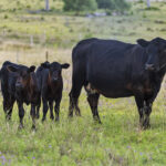 197 Boodua-Meringandan Road, MUNIGANEEN, QLD 4352